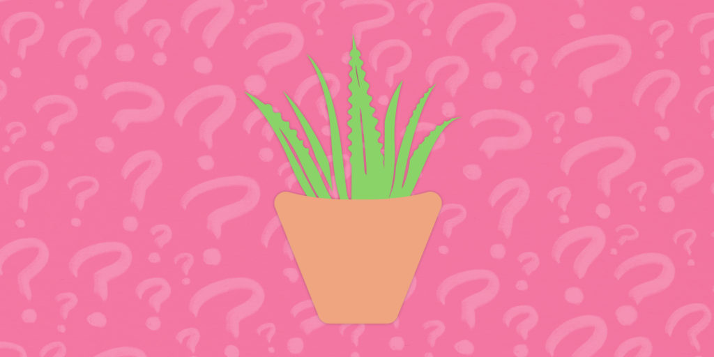 Common aloe misconceptions - Lily of the Desert