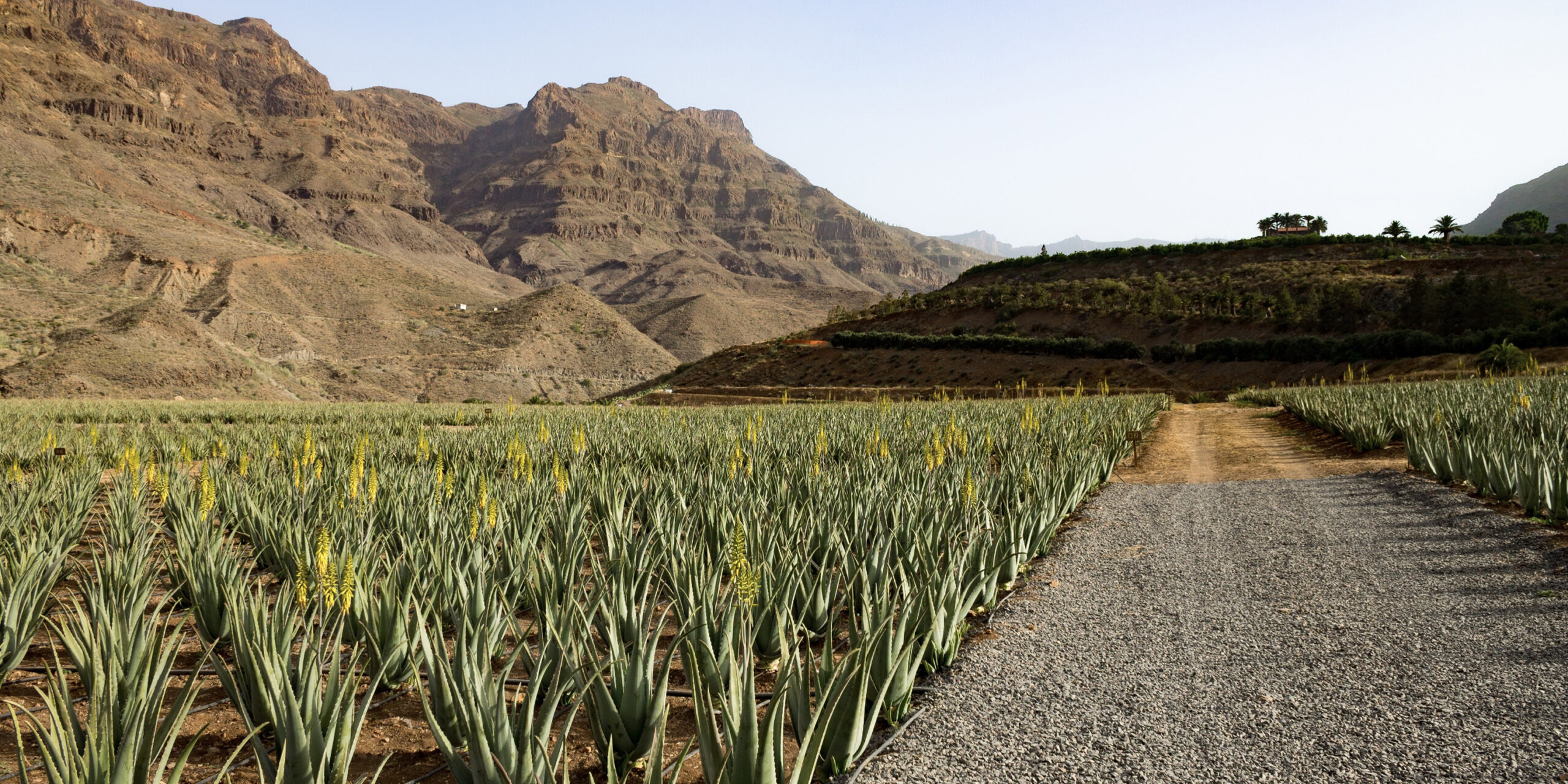 Aloesorb Explained: How Lily of the Desert Makes Aloe Even Better