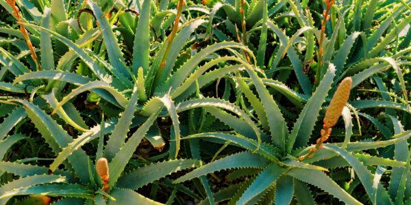 Why Aloe Vera Gel Is a Daily Essential for Digestive Health - Lily of ...