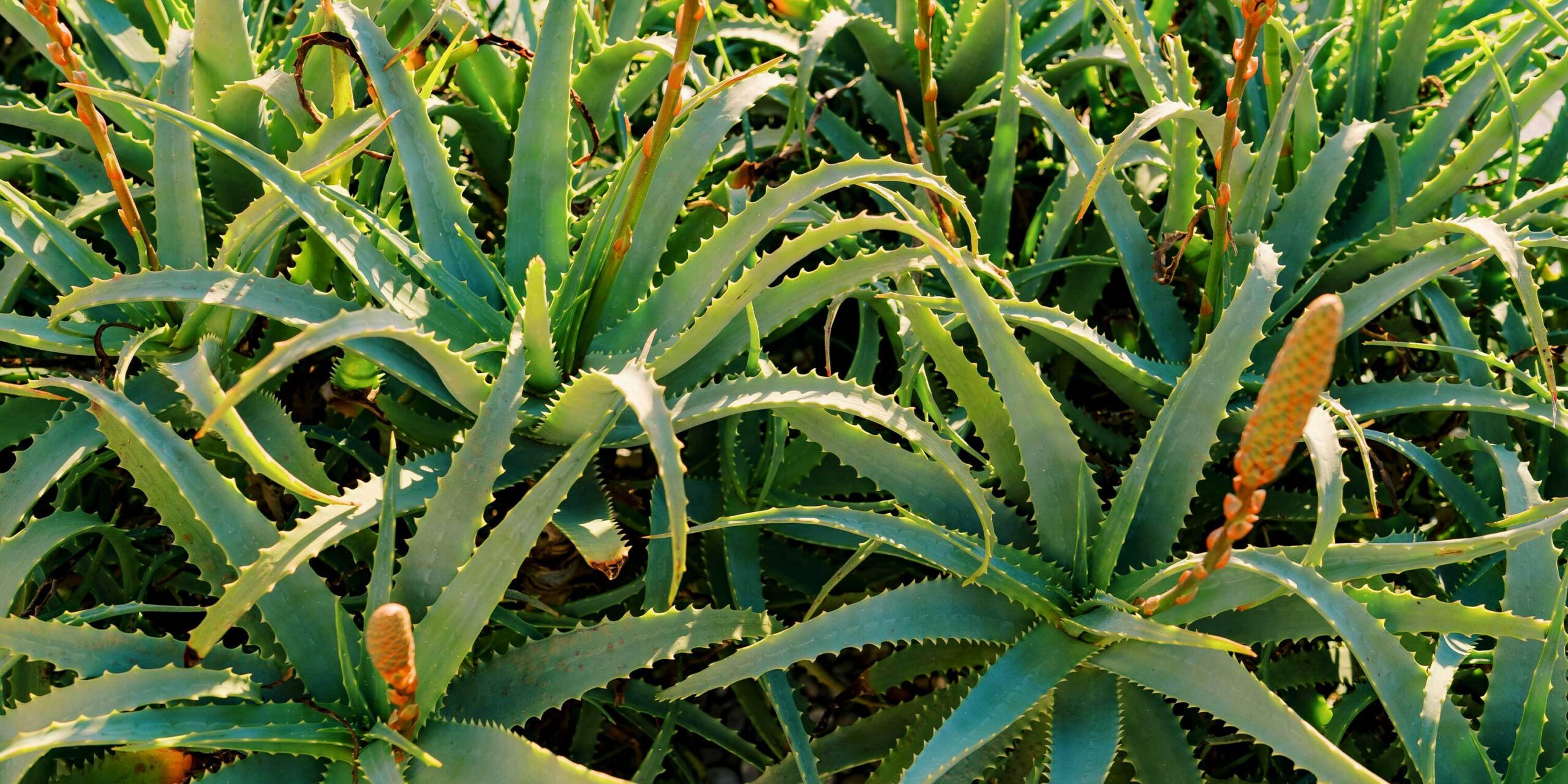 Aloe vera gel from the plant for essential daily use with digestive health