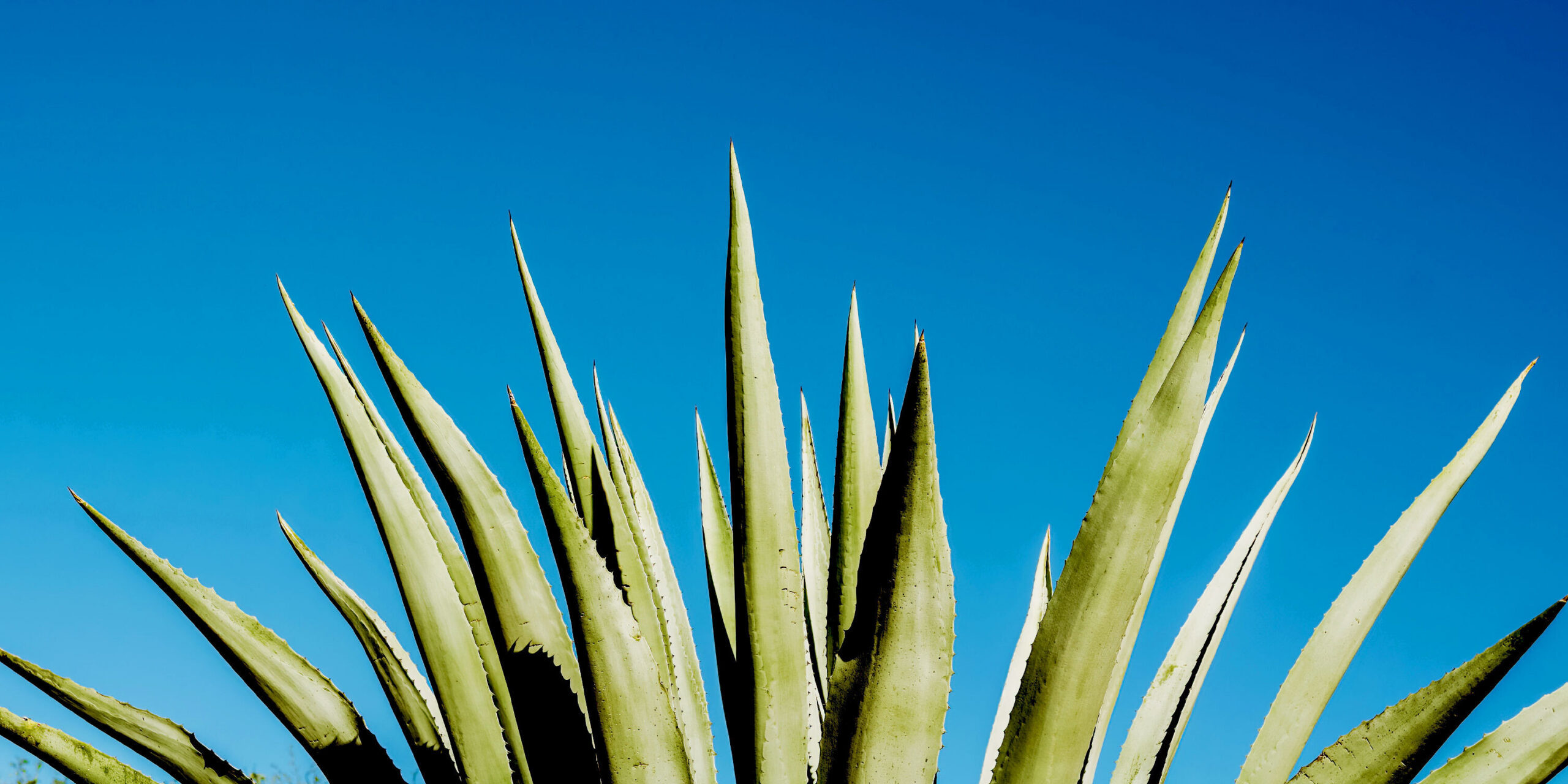 Aloe Vera Supports Digestion Alongside Fiber