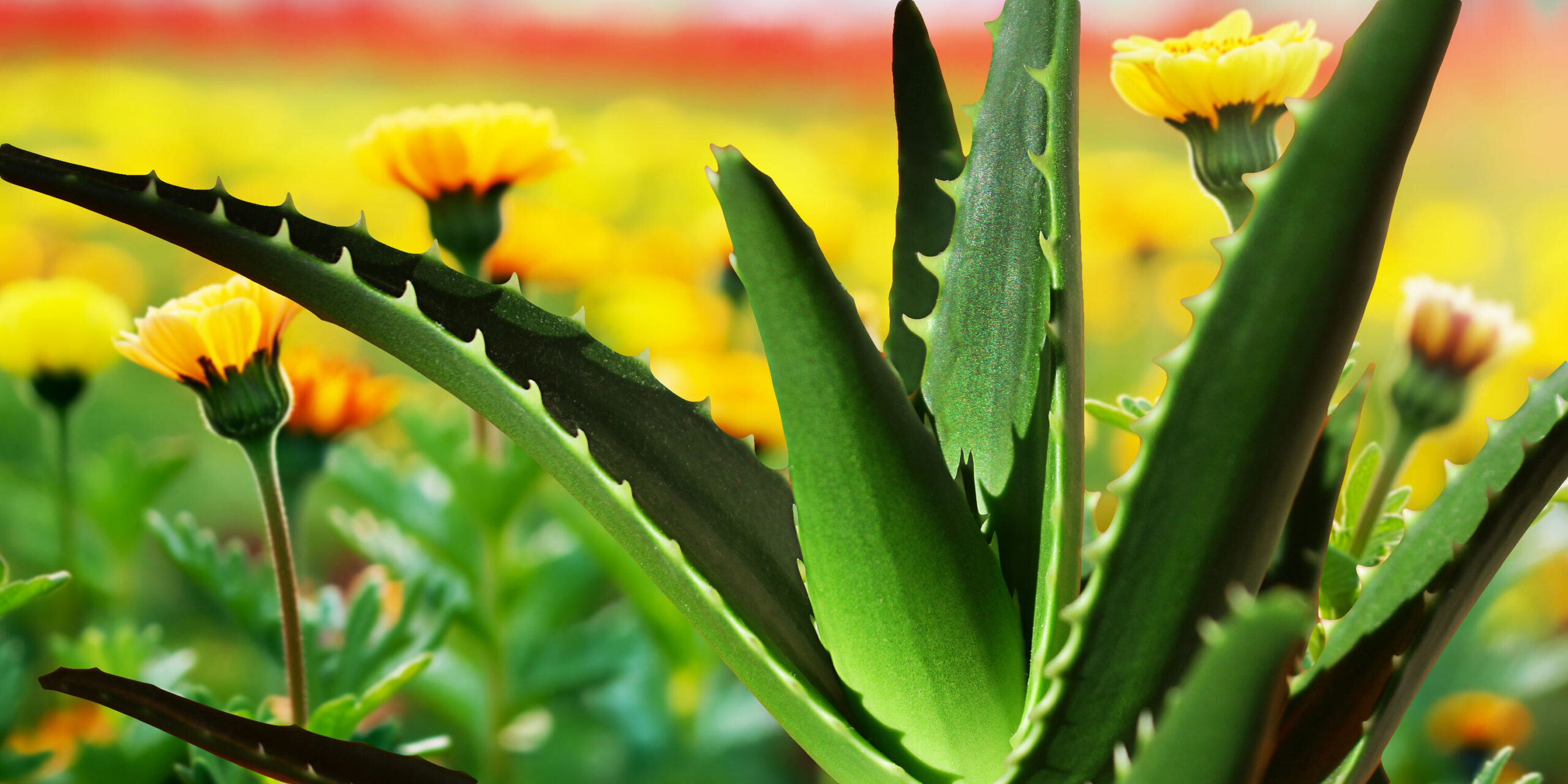 Support Gut Health This Spring with Aloe Vera